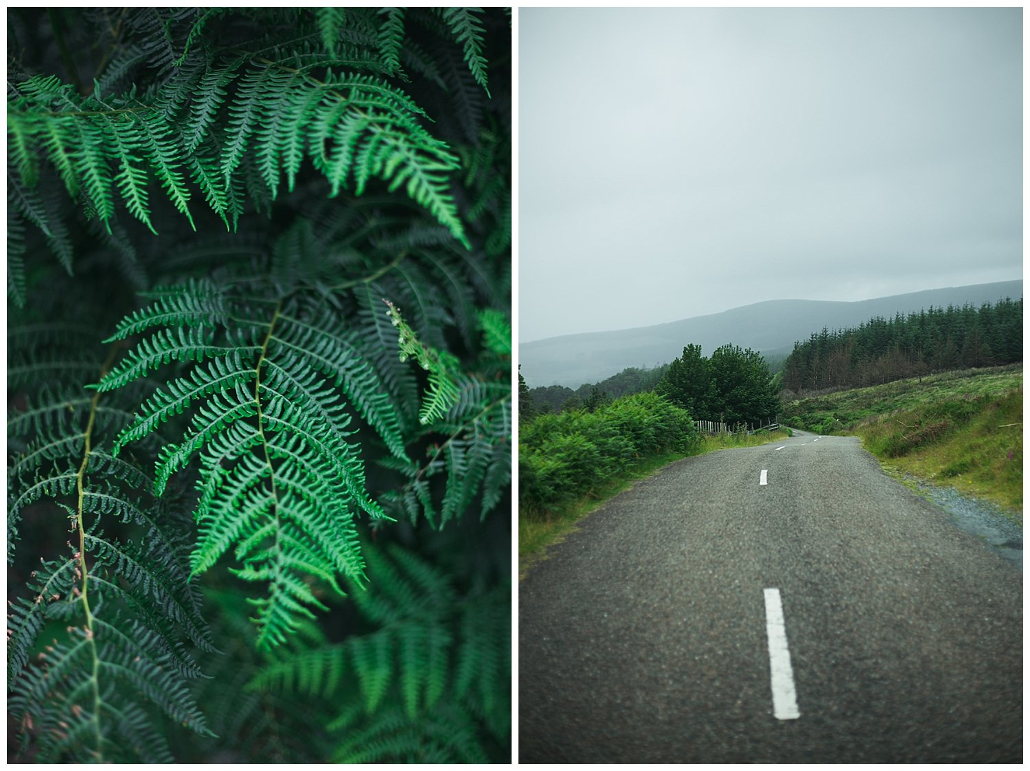 Ferns along military road in the Wicklow mountains 