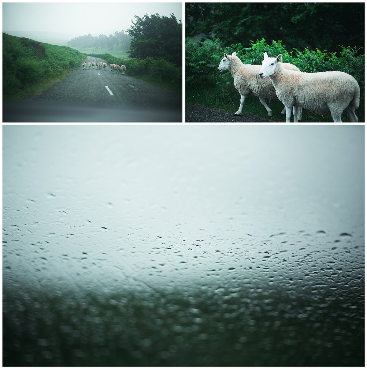 Sheep running along a mountain road in wicklow on a typically rainy summer in Ireland 