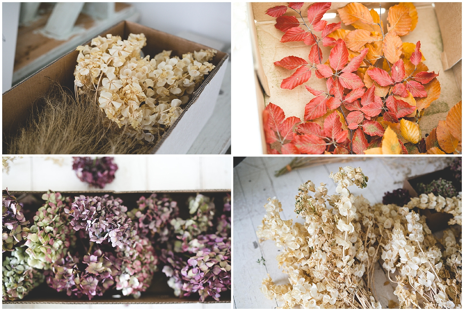 dried flowers, hydrangea & leaves 